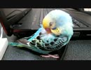 寝てる鳥さんを拝む動画