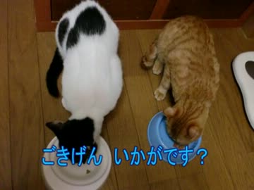 ゆるいにゃ～