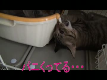 トイレが使えず可哀想な子供達・・・