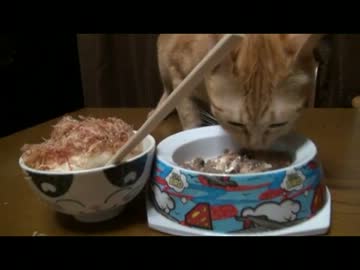 一分間の癒し空間　つなちゃんのごはん