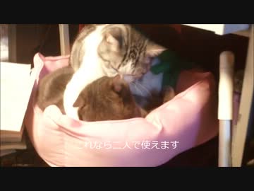 ツンギレのうちの猫どもがいつも一緒にいて可愛すぎる