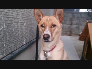 愛犬ナナと暮らしましょう（1年と267日目）～福袋ふたたび～