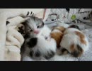 【リア獣】 子猫達の寝顔　【猫万歳】