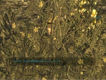ゆっくり実況でFallout　NV　Bounty Hunter　Ⅱ22