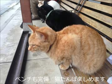 【旅日記】御誕生寺へ行ってみた【ぬこ寺】