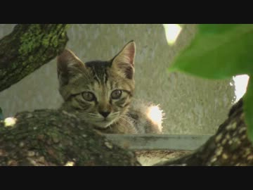 或る猫の家族の風景