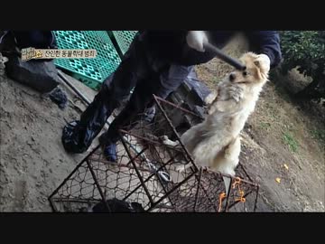 猫ちゃんと学ぶ韓国語講座 ニコニコ動画
