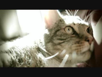 ちょっとなついた猫