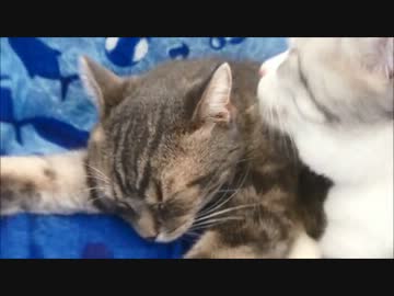 ツンギレのうちの猫が弟猫をひたすらペロペロしてる件
