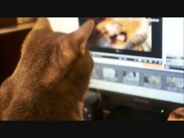 ツンギレのうちの猫が猫動画を真剣に見るのが可愛すぎる
