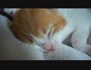 【リア獣】 子猫のパパとママ　【猫万歳】