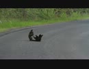 小犬がじゃれあってると思ったら子グマだった