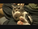 うちの猫の毛繕いがなんとなく残念な件