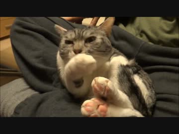 うちの猫の毛繕いがなんとなく残念な件