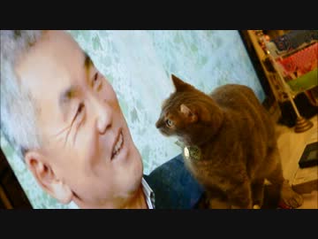 ツンギレのうちの猫が岩合先生の「ネコ歩き」に食い付いてる
