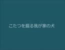 こたつを掘るわが家の犬