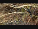 【望遠病】一眼レフで野鳥撮影 その２【レンズ沼】