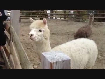 アルパカが毛を刈った時の「お前ナニモノや？」UC