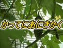 かってにあにきかく３－１