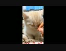 座りながら寝る猫