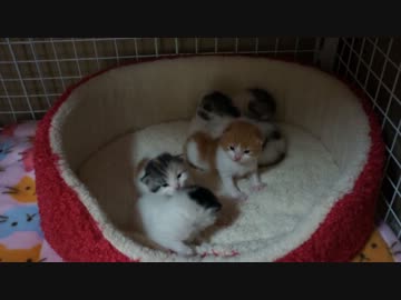 【リア獣】 生後１７日目の体重測定　【猫万歳】