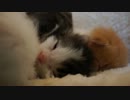【リア獣】 生後18日の子猫達　【猫万歳】