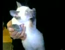 おしゃぶり猫ちゃん