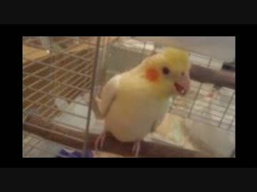 ケージの入り口を閉めようとすると警告を発するオカメインコ