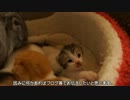 【リア獣】 生後19日の子猫達　【猫万歳】