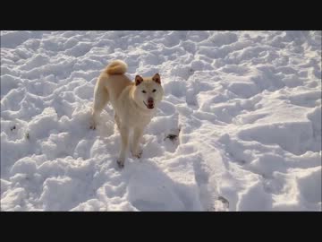 柴犬　武丸　冬