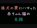 狼犬の罠にハマった赤ちゃん猫の末路【2ch】