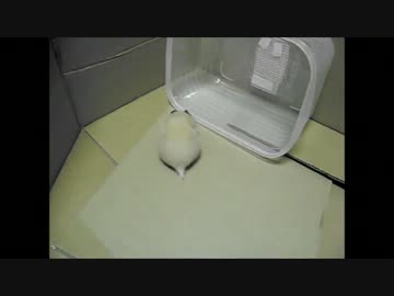 すずのお散歩編