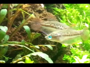 小道水槽物語～小道のある水草水槽7（ピグミーの鳴き声あり）