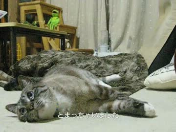 パパの居ぬ間のゴロゴロジャンくん