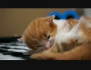 【リア獣】 生後20日おめでとう　【猫万歳】