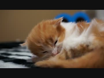 【リア獣】 生後20日おめでとう　【猫万歳】