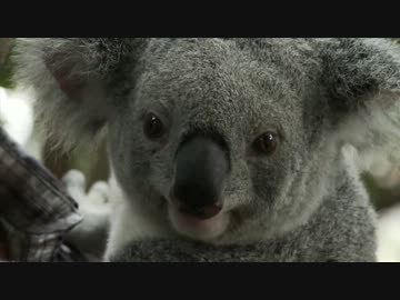 オーストラリアでコアラを蹴り飛ばし問題に