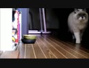 【猫との生活】ひとしきり暴れてしれっとした顔で帰ってくる