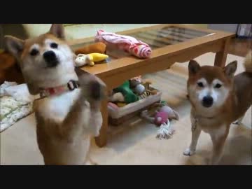 柴犬ひかいち　お散歩前にはりきる！
