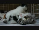 【リア獣】 まもなく離乳が始まる　【猫万歳】