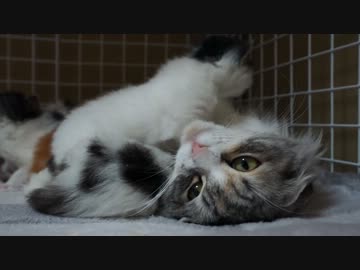 【リア獣】 まもなく離乳が始まる　【猫万歳】