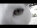 ポニーとニャンコが仲良すぎる(。・_・。)