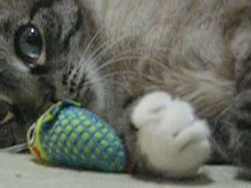 ジャンくんにそーっと近づくパパ　スキンシップ大作戦！