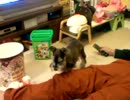 140109_もなか.3gp