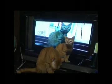 ゆるい動画