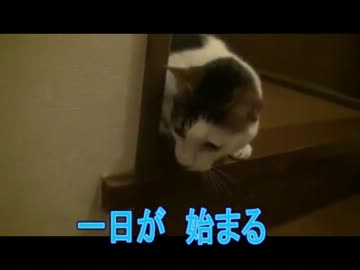 猫が鍵をあけます