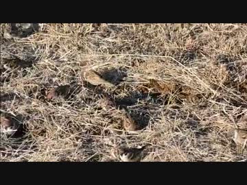 20140110 すずめの群れがやってきたよ！