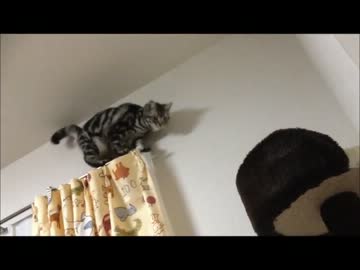 【しま】飛ぶ勇気がほしいんです。