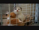 【リア獣】 ケージ越しの対面　【猫万歳】