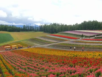島根から北の大地へ　　13,14日目　　-丘の町へ、帰る-